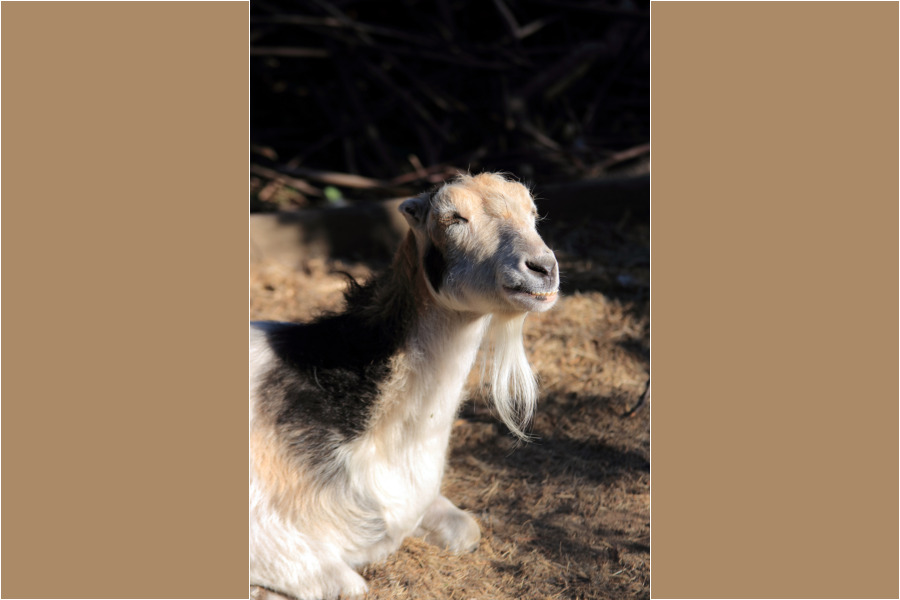 Sunbathing goat