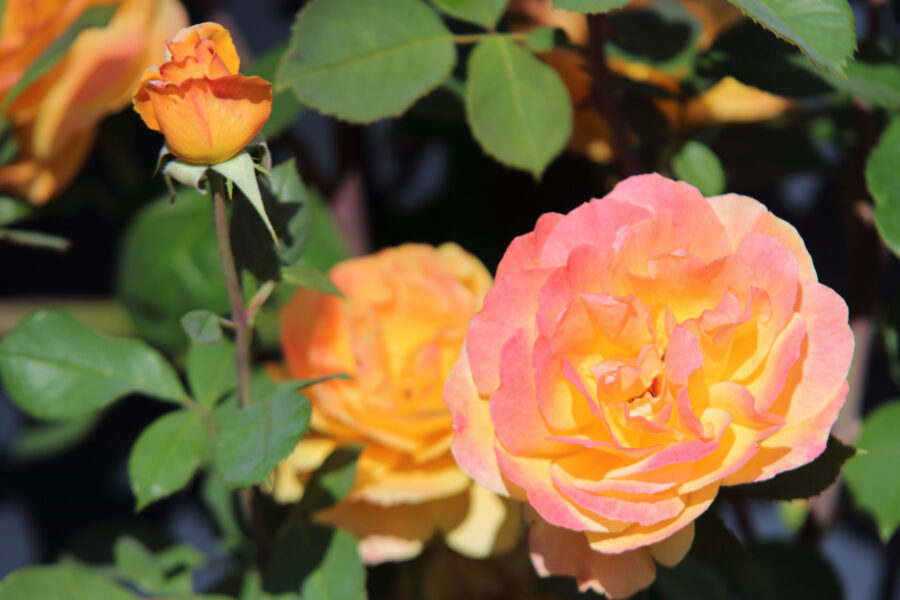 Portland Rose Test Garden