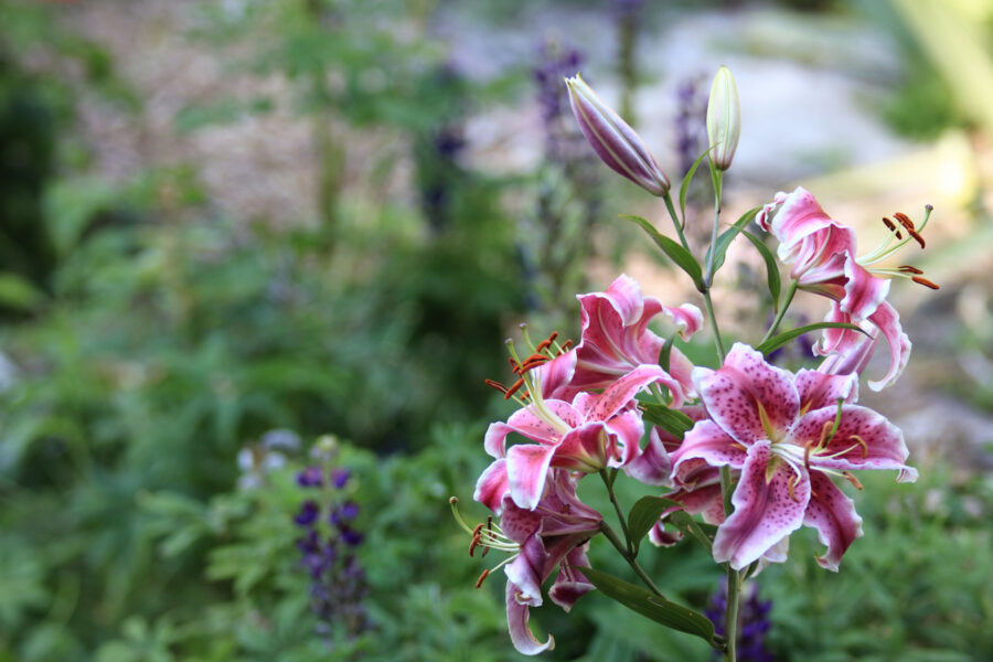 Colman Community Gardens