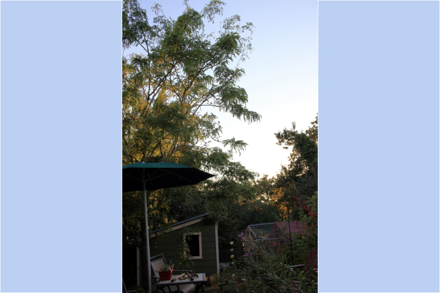 Warm evenings at Goat Hill House