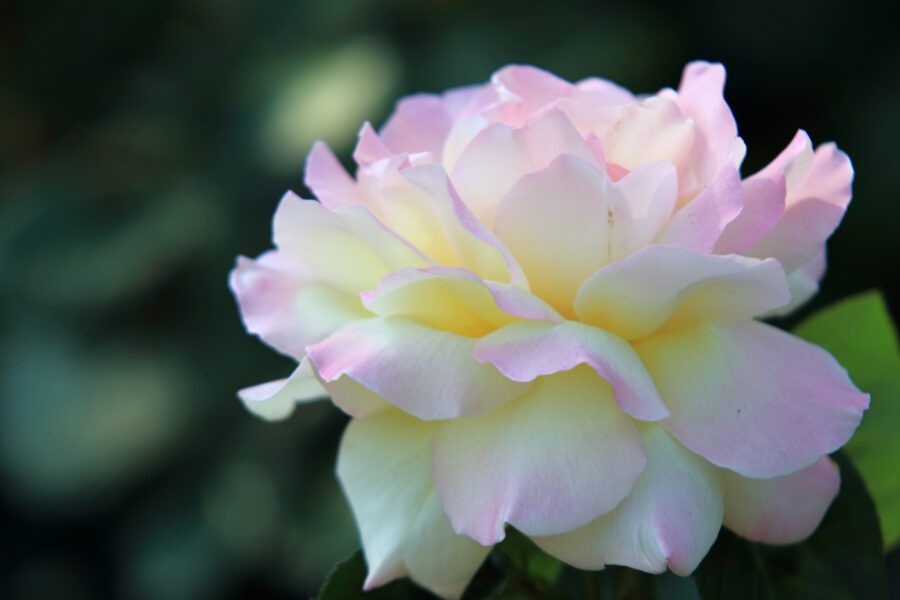 Portland Rose Test Garden