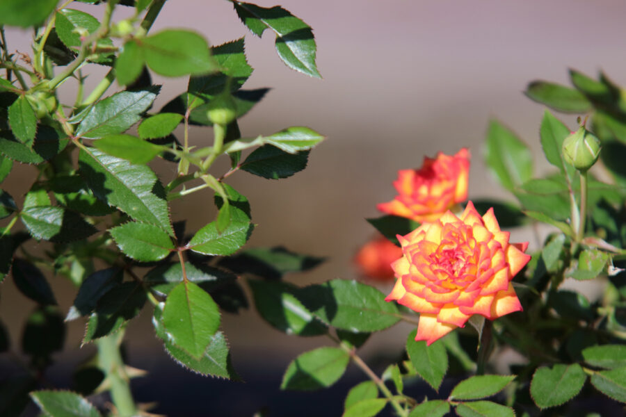 Portland Rose Test Garden