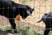 Young goats at Draper Girls Country Farm.