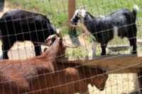 Young goats at Draper Girls Country Farm.