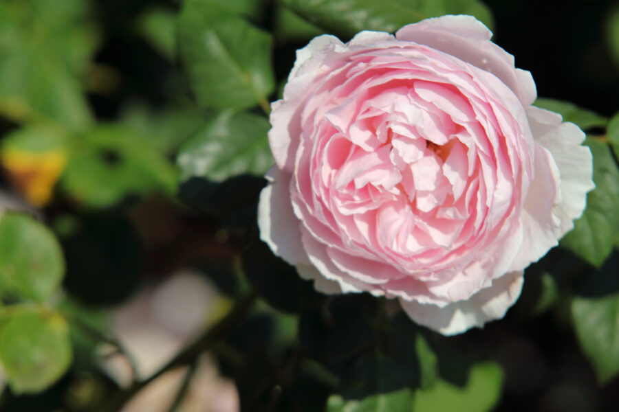 Portland Rose Test Garden