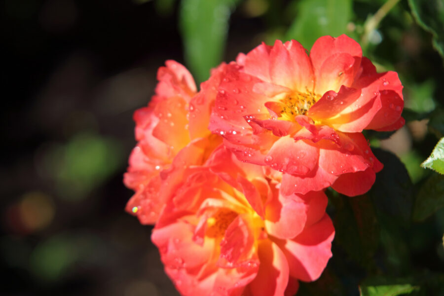 Portland Rose Test Garden