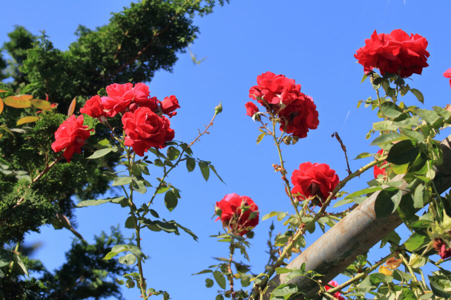 Portland Rose Test Garden