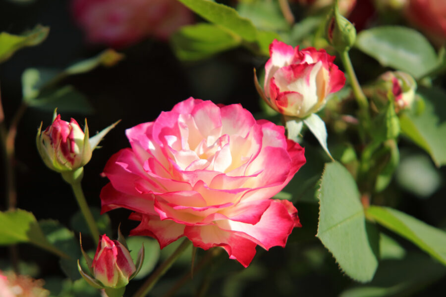 Portland Rose Test Garden