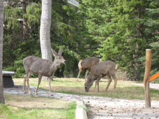 Deer at the Banff Centre