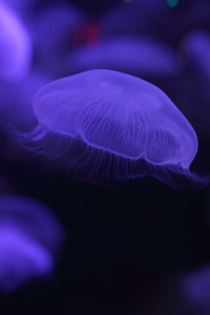 Moon Jellyfish