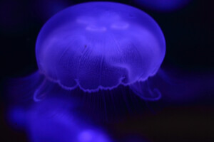 Moon Jellyfish
