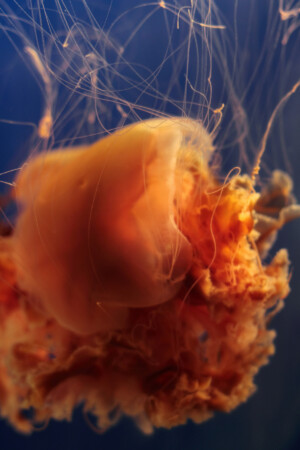 Lion's Mane Jellyfish