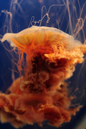 Lion's Mane Jellyfish