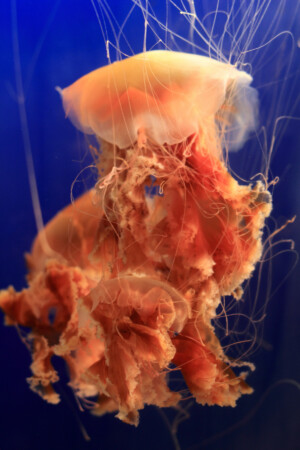 Lion's Mane Jellyfish