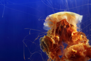 Lion's Mane Jellyfish