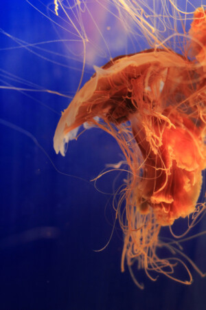 Lion's Mane Jellyfish