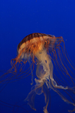 Japanese Sea Nettle