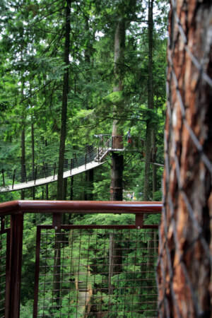 Treetops Adventure