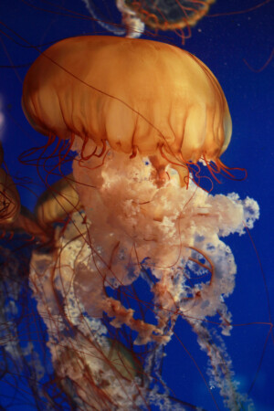 Jellyfish