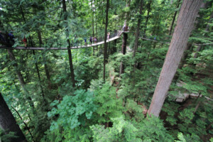 Treetops Adventure