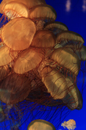 Jellyfish swarm
