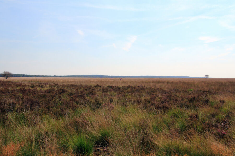 De Hoge Veluwe