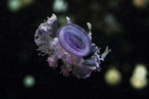 Spotted Jelly
