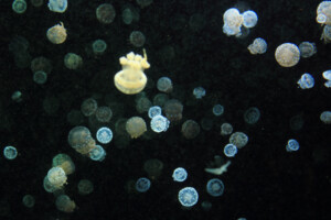 Spotted Jellies