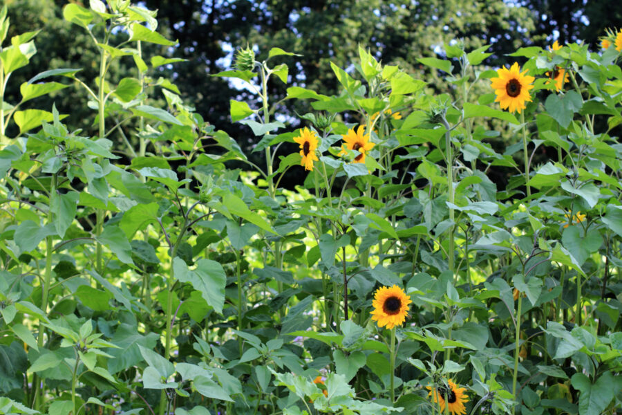 Sunflowers