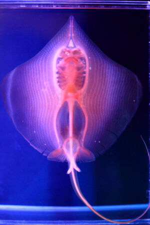 Sliced ray