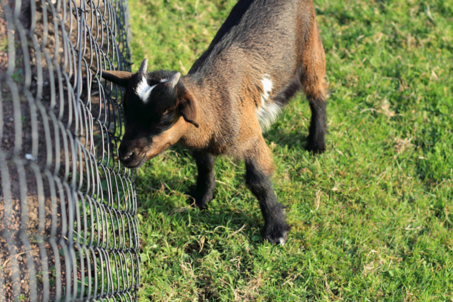 Hoenderloo goat
