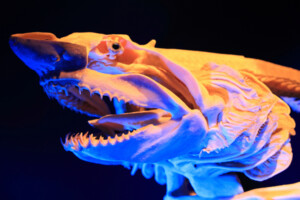 Cartilaginous skeleton of a sand tiger shark