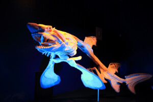 Cartilaginous skeleton of a sand tiger shark