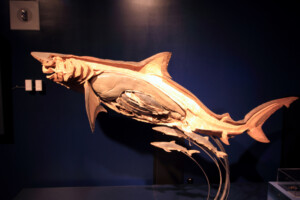 Preserved pregnant silky shark