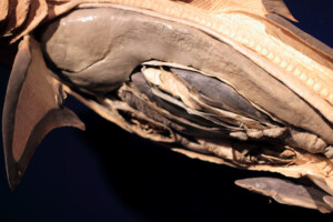 Preserved pregnant silky shark
