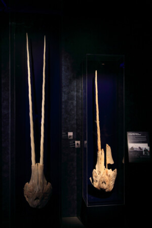 Narwhal skulls