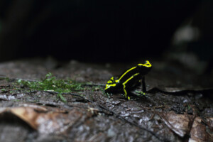 Three-striped poison frog
