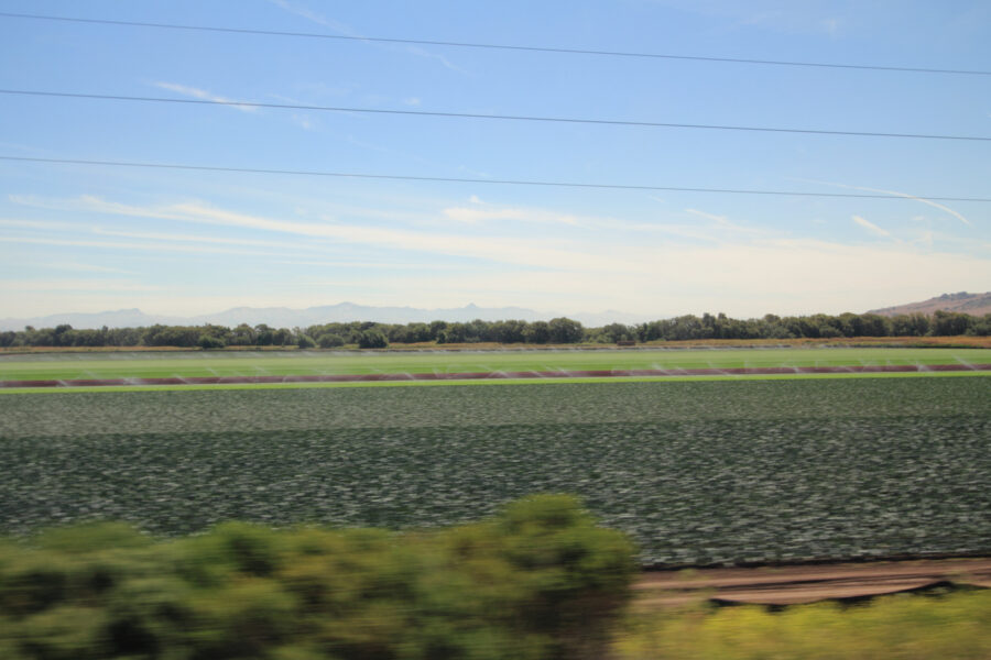 ...to artificial green...