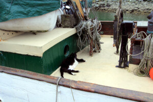 Ship's cat