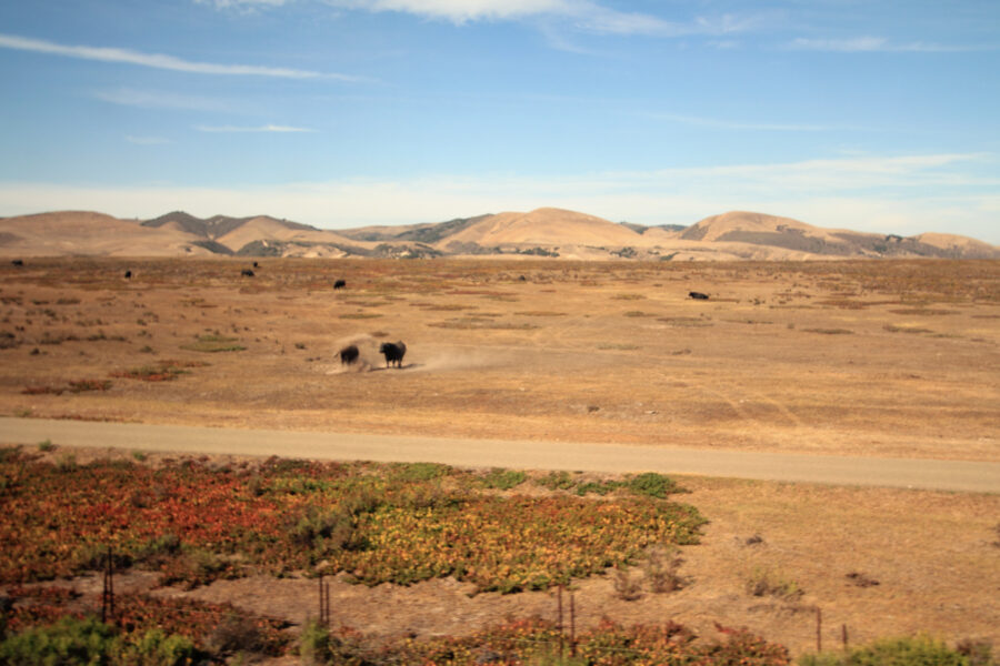 The coastal stretch