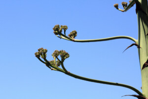 Giardini della Villa Comunale