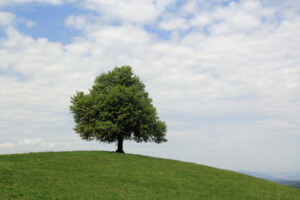Uetliberg hike