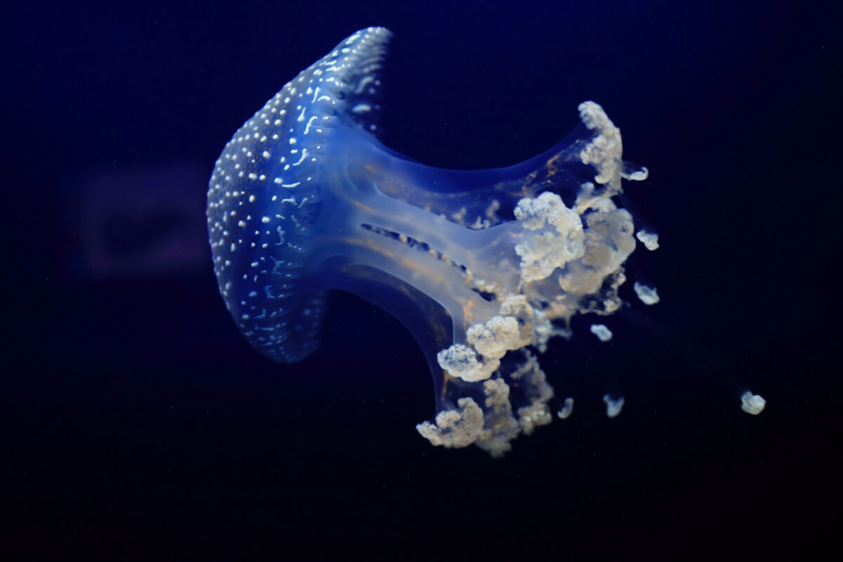 Australian spotted jellyfish