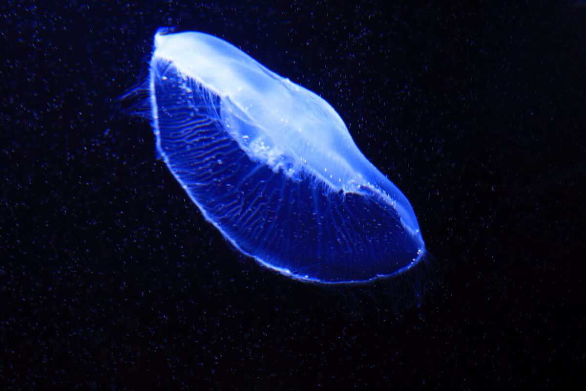 Moon jellyfish