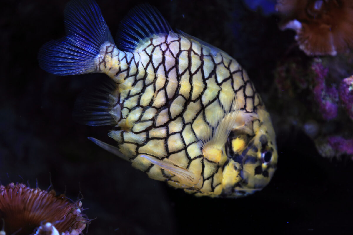 Pinecone fish