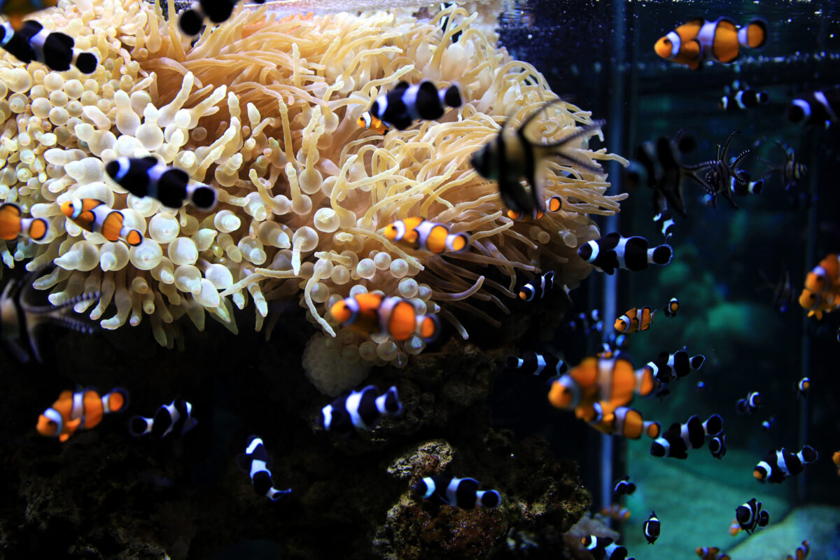 Tropical fish