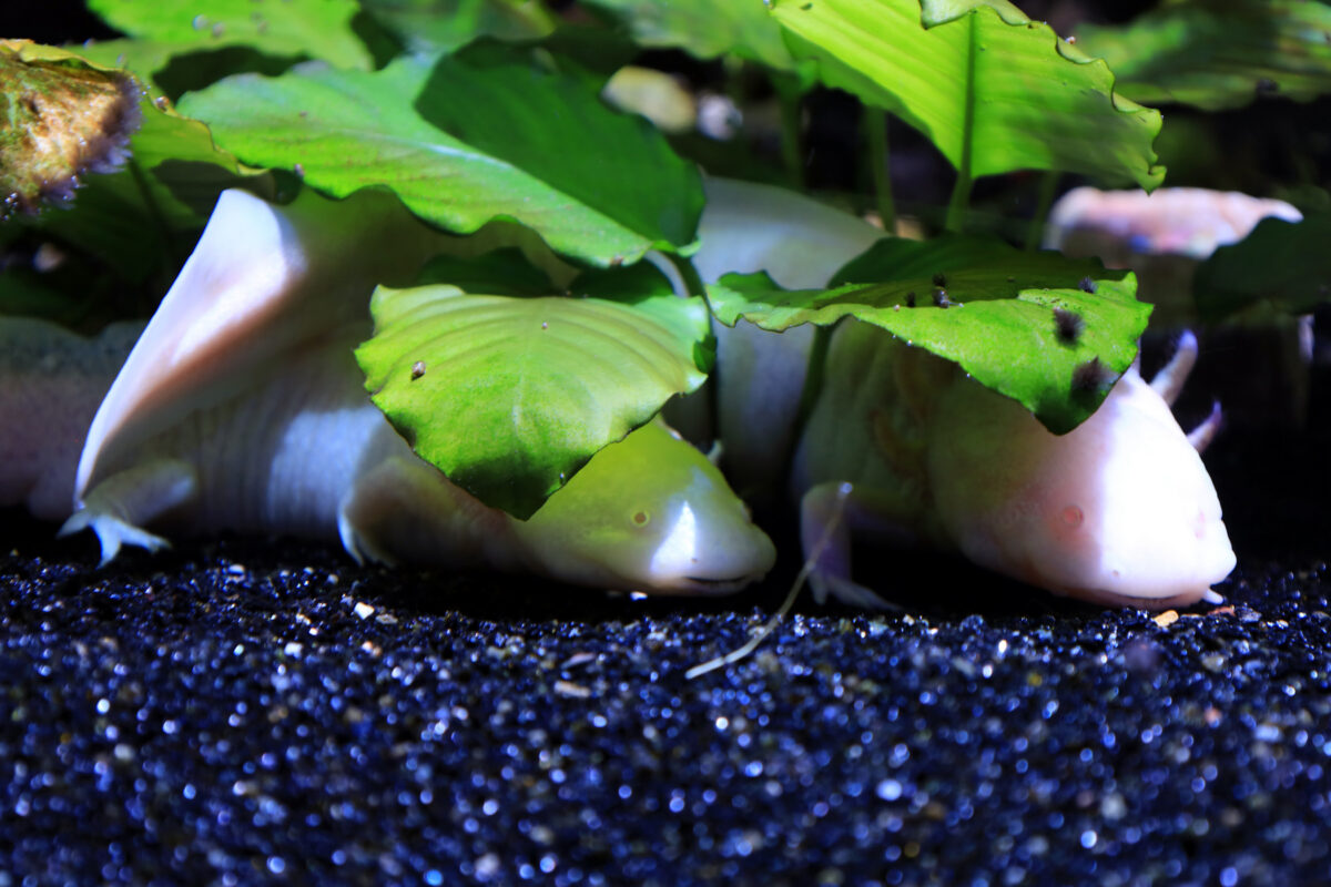 Axolotls