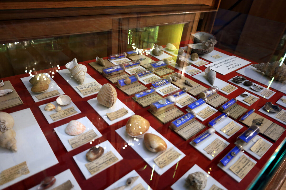 Cabinet of curiosities